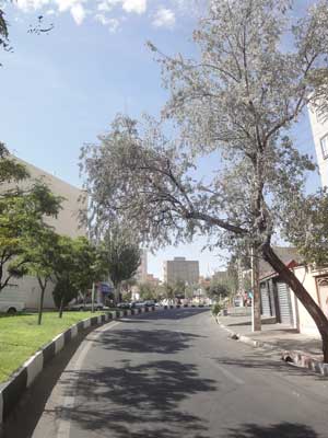 تبریز ولی عصر